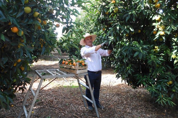 Xarrë Mandarin Farming Tour & Traditional Cooking Lunch near Butrint photo 5