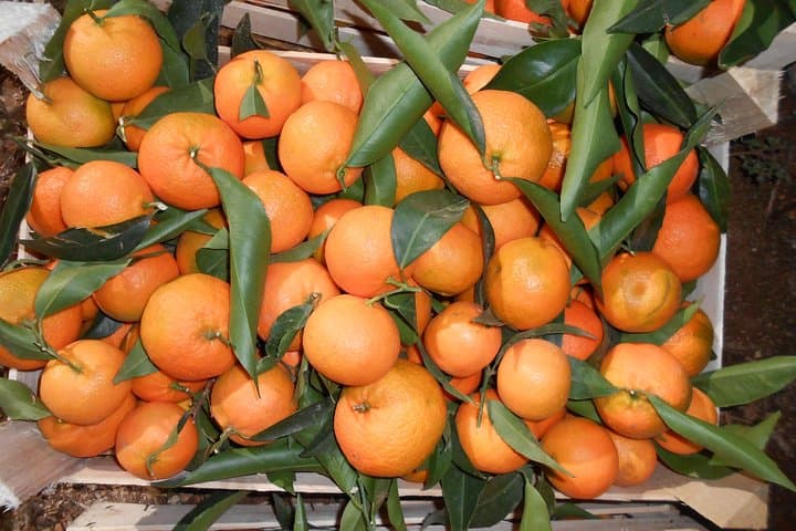 Xarrë Mandarin Farming Tour & Traditional Cooking Lunch near Butrint photo 4