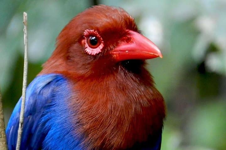 Sinharaja Rain Forest: 2-Day Birding Excursion in Sri Lanka's World Heritage Reserve