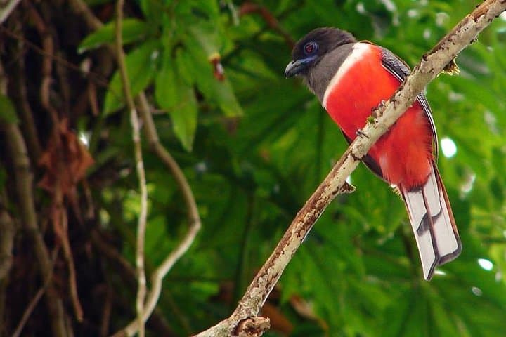 Sinharaja Rain Forest: 2-Day Birding Excursion in Sri Lanka's World Heritage Reserve photo 2