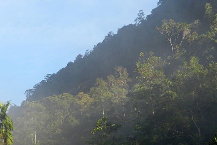 Sinharaja Rain Forest: 2-Day Birding Excursion in Sri Lanka's World Heritage Reserve photo 3