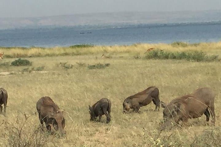 Three Days at Murchison Falls: Chimp Trekking, Rhino Tracking & Nile Boat Safari