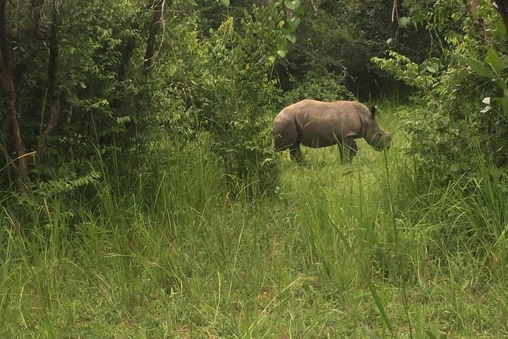 Three Days at Murchison Falls: Chimp Trekking, Rhino Tracking & Nile Boat Safari photo 2