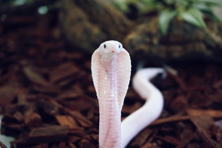 Explore Planet Exotica Royan: Reptiles, Bonsais & Jurassic Garden photo 5