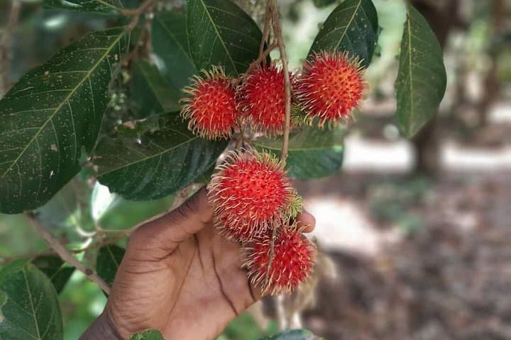 Zanzibar Spice Tour: Walking the Kizimbani Spice Farms (3-Hour Guided Experience) photo 3