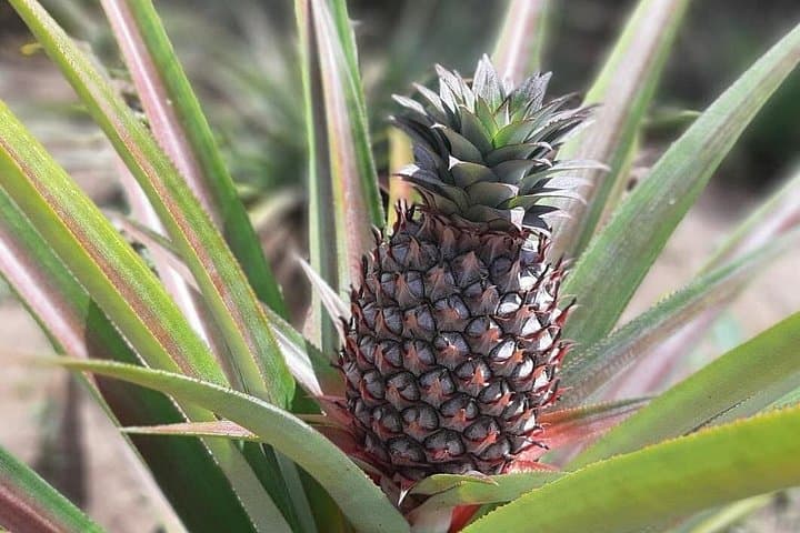 Zanzibar Spice Tour: Walking the Kizimbani Spice Farms (3-Hour Guided Experience) photo 4