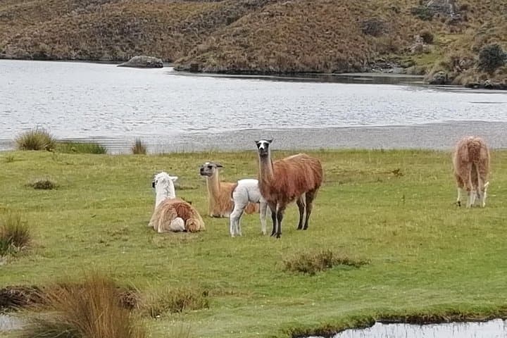 Cajas National Park Hike & Thermal Baths Day Trip from Cuenca photo 3