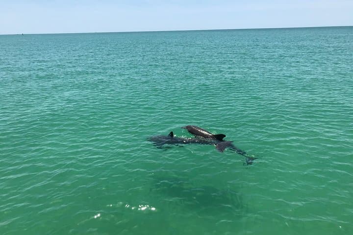 Dolphin Shelling & Snorkeling Cruise from Madeira Beach photo 3