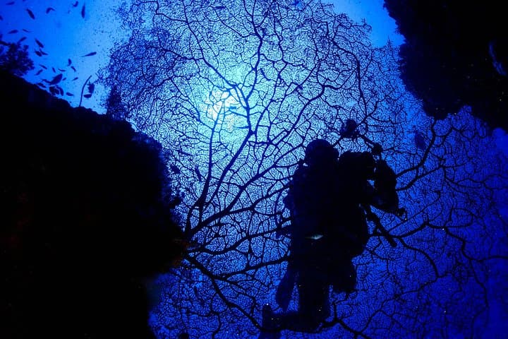 Boracay Fun Diving: Crocodile Island, Wrecks & Drift Dives for Certified Divers
