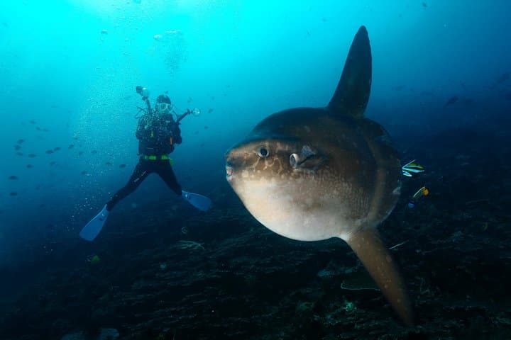 Nusa Penida 3-Dive Day Trip: Mantas, Molas and Rugged Drift Reefs from Sanur photo 3