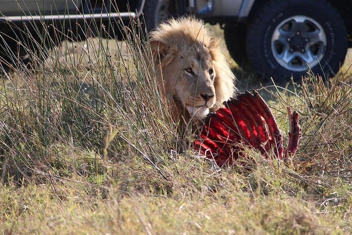 Nairobi National Park Game Drive with David Sheldrick & Giraffe Centre photo 4