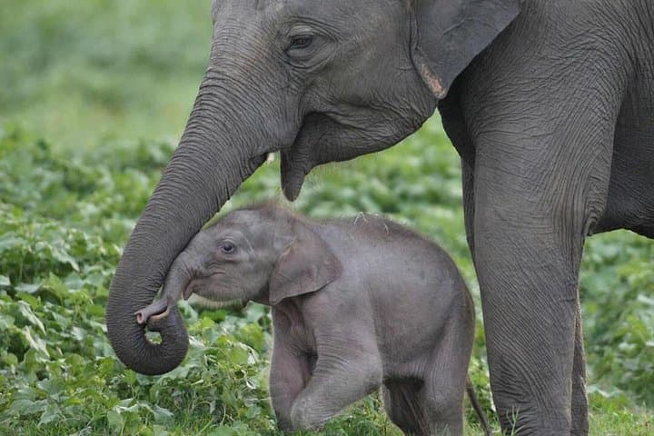 Udawalawe National Park Private Half-Day Safari with Elephant Transit Home Visit photo 1