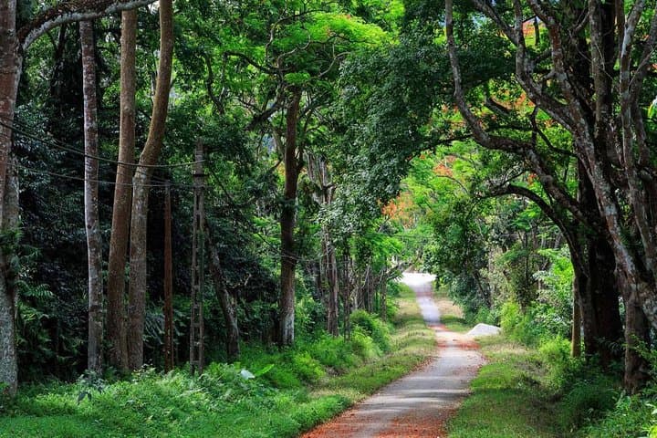 Private Cuc Phuong National Park Day Trip — Trek Ancient Trees & See Endangered Primates photo 4