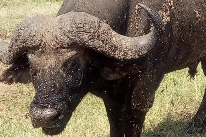 3-Day Camping Safari in Amboseli National Park — Elephants, Kilimanjaro Views & Night Camps photo 2