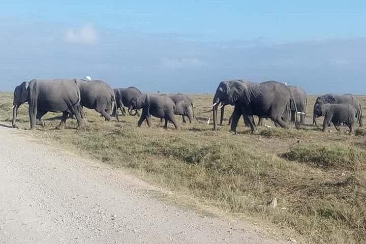 3-Day Camping Safari in Amboseli National Park — Elephants, Kilimanjaro Views & Night Camps photo 1