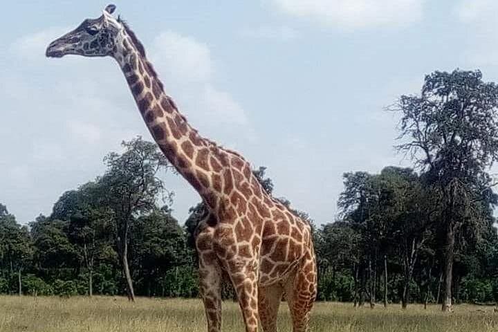 3-Day Camping Safari in Amboseli National Park — Elephants, Kilimanjaro Views & Night Camps photo 3