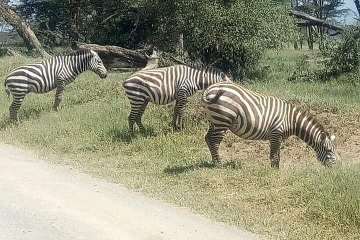 3-Day Camping Safari in Amboseli National Park — Elephants, Kilimanjaro Views & Night Camps photo 4