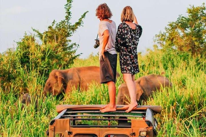 Elephant Encounters: Afternoon Game Drive in Minneriya National Park photo 5