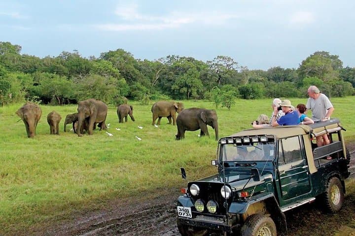 Elephant Encounters: Afternoon Game Drive in Minneriya National Park photo 6