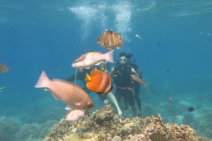 Discover Mun Island: Scuba Diving in Nha Trang Bay photo 4