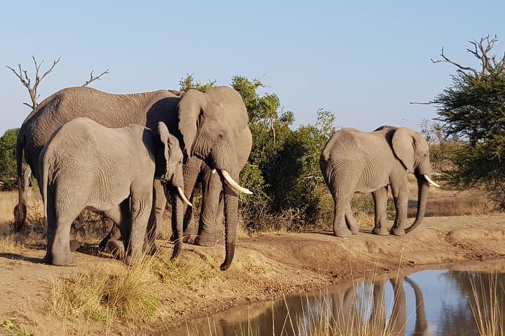 Village Tour and Half-Day Safari in Kruger: Cultural Visit & Game Drive photo 2