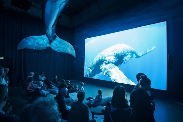Explore Iceland's Majestic Whales: From Land to Sea photo 6