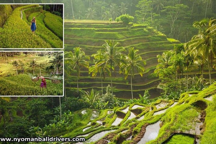 Ubud Full Day Tour — Tegalalang Rice Terraces, Monkey Forest & Tegenungan Waterfall photo 2