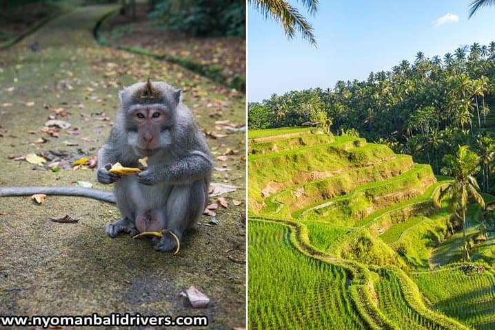 Ubud Full Day Tour — Tegalalang Rice Terraces, Monkey Forest & Tegenungan Waterfall photo 4