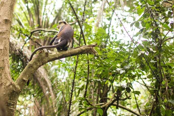 Trek Afadjato & Wli Falls: Eco Volta Adventure Tour from Accra photo 5