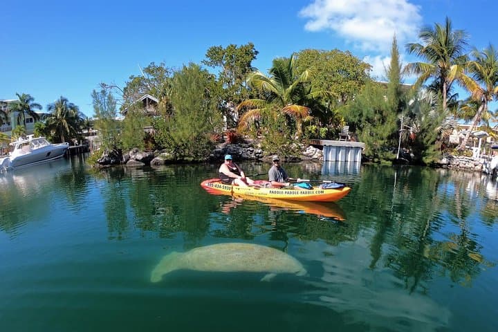 Mangroves and Manatees: Guided Kayak Eco Tour in Key Largo photo 3