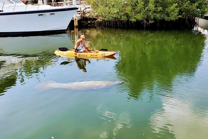 Mangroves and Manatees: Guided Kayak Eco Tour in Key Largo photo 4