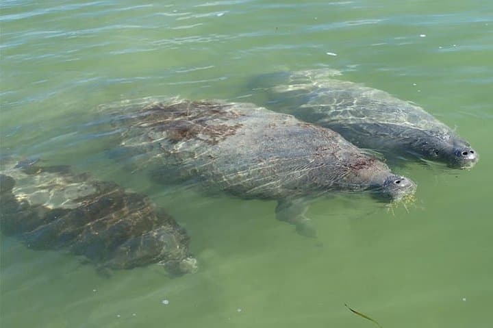 All-Day SUP & Kayak Rental: Paddle Key Largo's Mangrove Creeks photo 5
