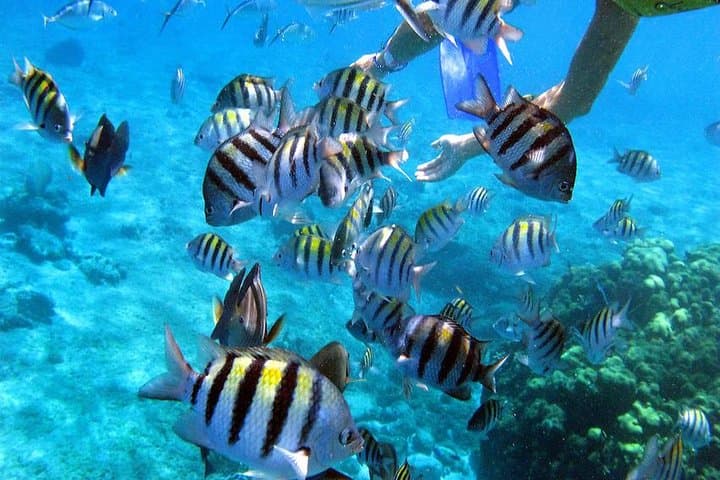 El Cielo Cozumel Snorkeling Day Trip from Playa del Carmen photo 5