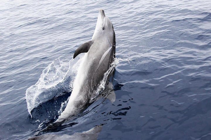 Panama City Beach Dolphin Sightseeing Sail — Catamaran Cruise from Grand Lagoon photo 3