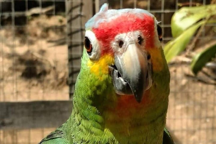 Manawakie Park & West Bay Beach: Roatán Island Sightseeing Tour photo 4