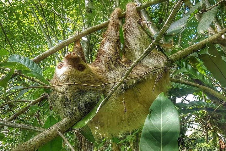 Sloth Watching Tour at Sloth's Territory — La Fortuna Wildlife Hike photo 1