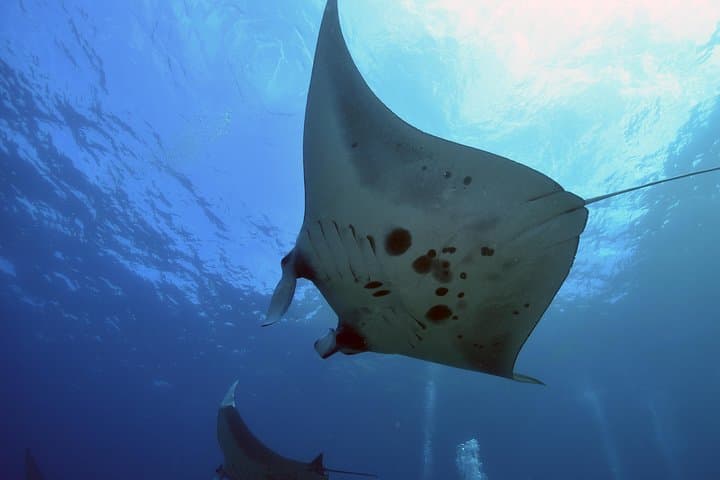 Nusa Penida 3-Dive Day Trip: Mantas, Molas and Rugged Drift Reefs from Sanur photo 4