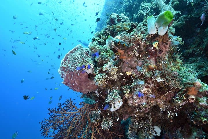 Nusa Penida 3-Dive Day Trip: Mantas, Molas and Rugged Drift Reefs from Sanur photo 5
