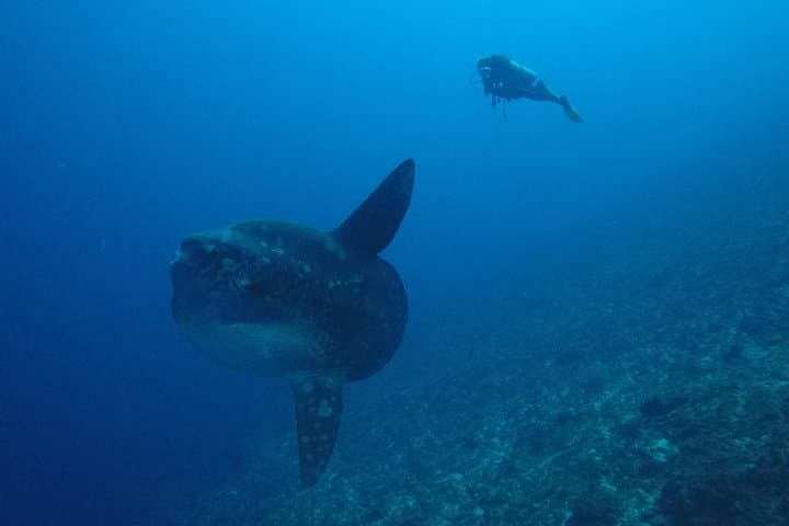 Nusa Penida 3-Dive Day Trip: Mantas, Molas and Rugged Drift Reefs from Sanur photo 6