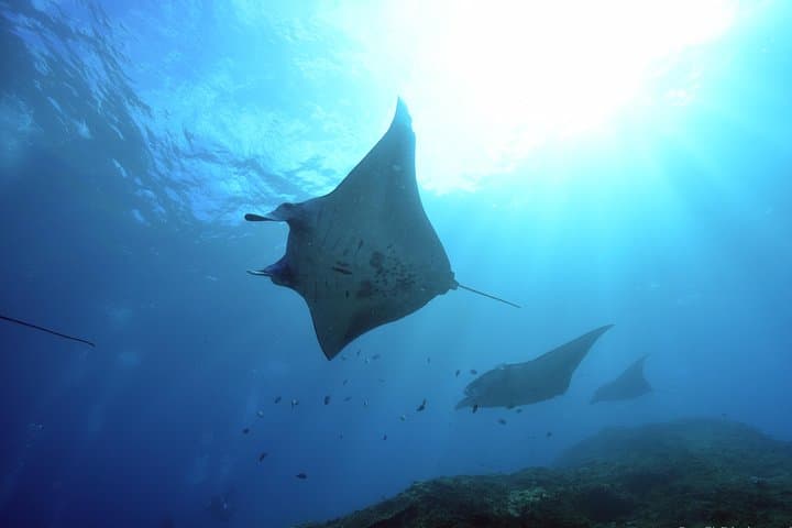 Nusa Penida 3-Dive Day Trip: Mantas, Molas and Rugged Drift Reefs from Sanur