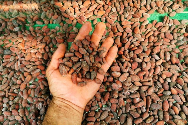 Manuel Antonio Chocolate, Coffee & Trapiche Tour — Hands-On Cacao Experience photo 2
