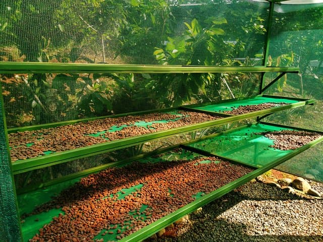 Manuel Antonio Chocolate, Coffee & Trapiche Tour — Hands-On Cacao Experience photo 4