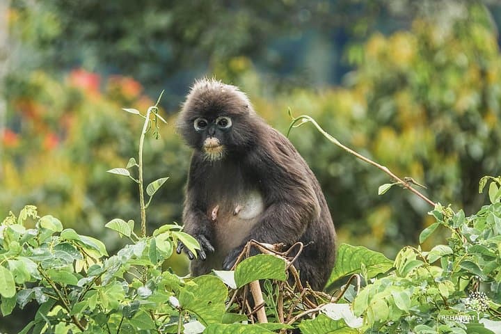 Sunset Walk at Penang Hill: Rainforest Trails, Curtis Crest & Night Walk photo 4