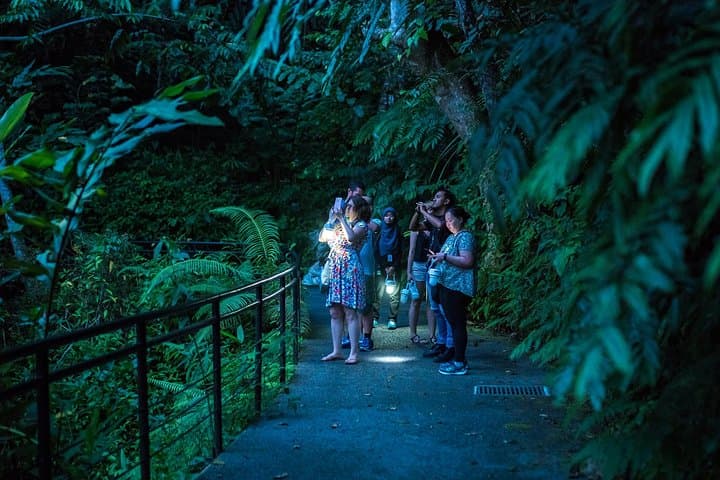 Sunset Walk at Penang Hill: Rainforest Trails, Curtis Crest & Night Walk photo 6