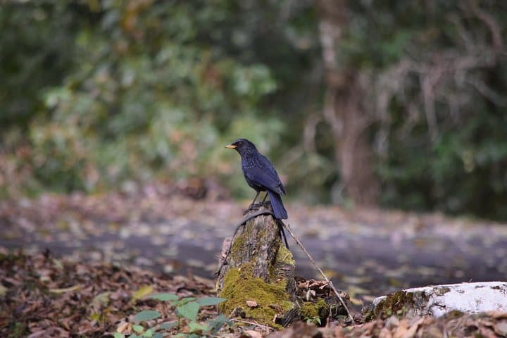 Thrumshing La & Ura Valley Birding Day Tour — Bhutan Endemics at 3,750m