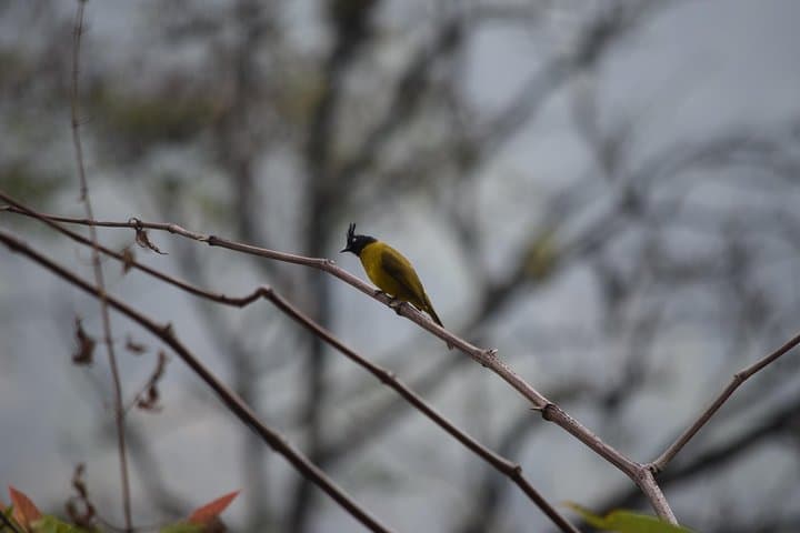 Thrumshing La & Ura Valley Birding Day Tour — Bhutan Endemics at 3,750m photo 2