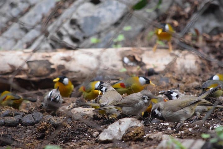 Thrumshing La & Ura Valley Birding Day Tour — Bhutan Endemics at 3,750m photo 3