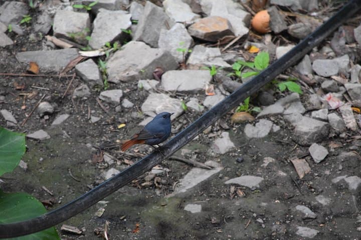 Thrumshing La & Ura Valley Birding Day Tour — Bhutan Endemics at 3,750m photo 4