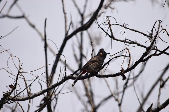 Thrumshing La & Ura Valley Birding Day Tour — Bhutan Endemics at 3,750m photo 5