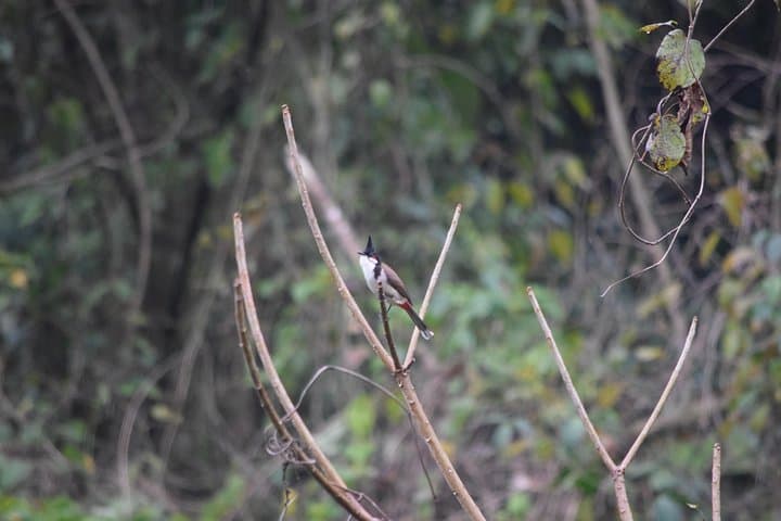 Thrumshing La & Ura Valley Birding Day Tour — Bhutan Endemics at 3,750m photo 6